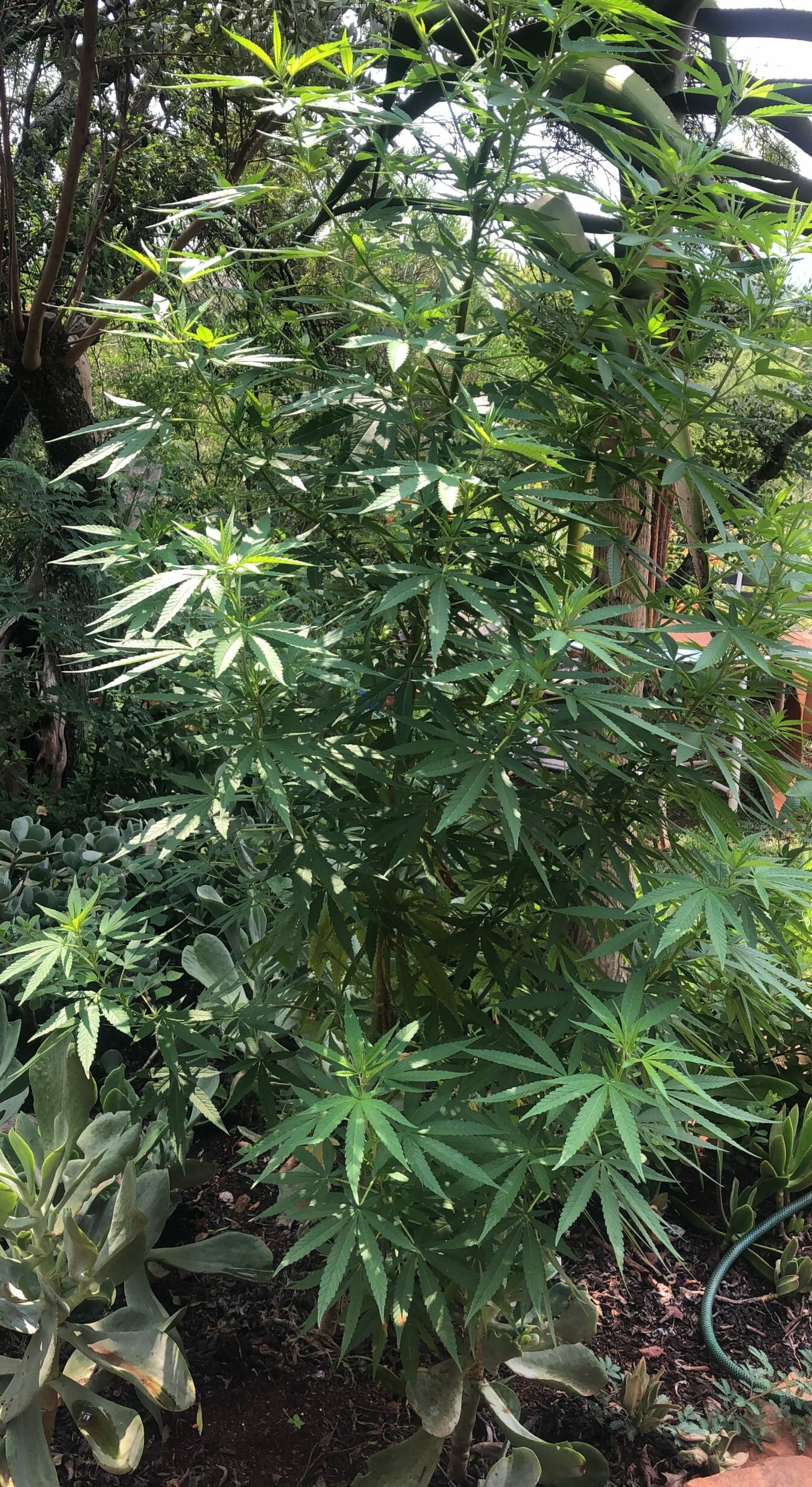 Cannabis watered with Nanobubbles
