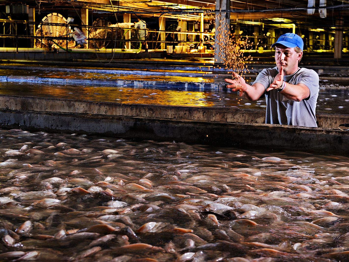 aquaculture-fish-farming Applying nanobubbles for fish farming is improving quality, yield and health of fish for farmers