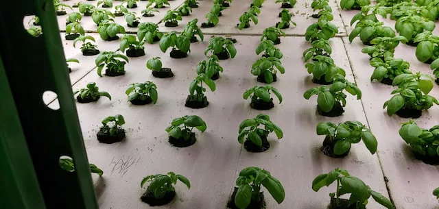 Basil pool 2DONormal DO treated irrigation water without nanobubbles