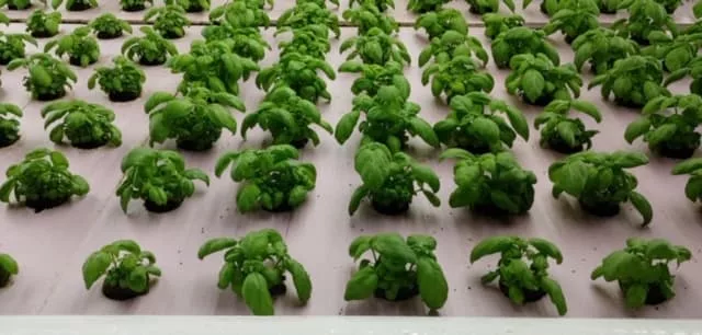 Basil.poolDONano DO treated irrigation water with nanobubbles