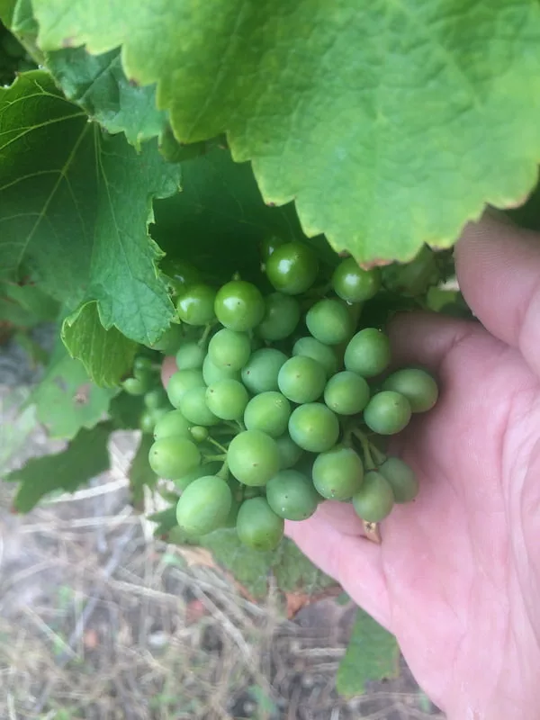 Nanobubble Treated Vinyards