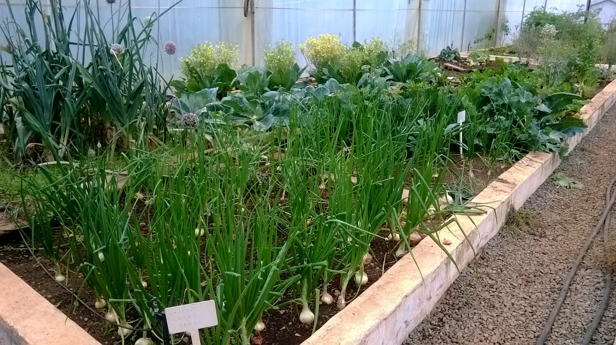 TunnelFoodGarden-feature Tunnel Food Garden ~ growing your own food can be very rewarding and nutritional